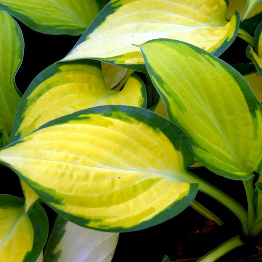 Hosta Happy Dayz - garden perennial plant in 1.5 Litre pot