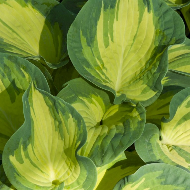 Hosta Happy Dayz - garden perennial plant in 1.5 Litre pot