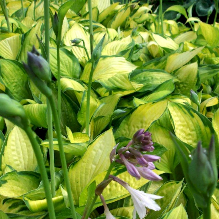 Hosta Happy Dayz - garden perennial plant in 1.5 Litre pot