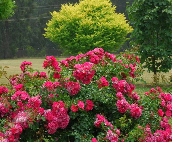 Rose "Flower Carpet Pink" - Ground Cover Double-Flowering Rose in 3 litre pot