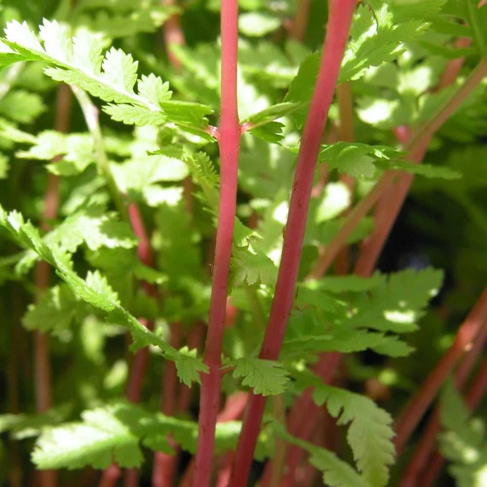 2 x Athyrium felix-femina 'Rotstiel Grandiceps' - PREMIUM Garden Fern in 1ltr pots