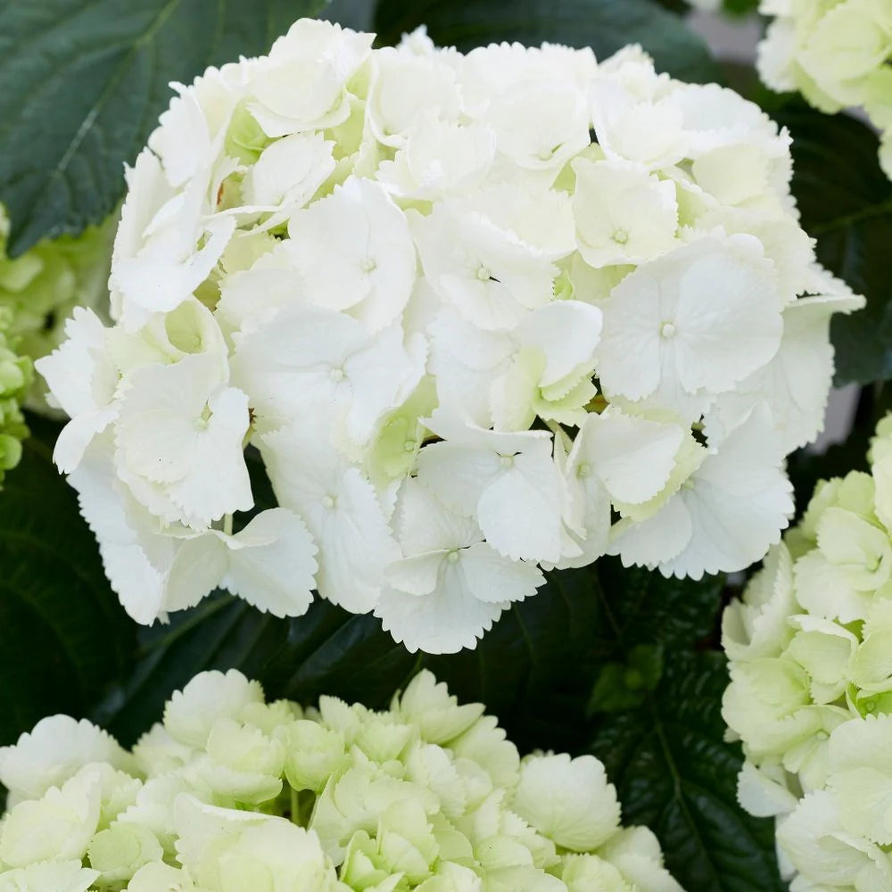 Hydrangea macrophylla 'Snow Ball' - PREMIUM Garden Shrub in 5 litre pot