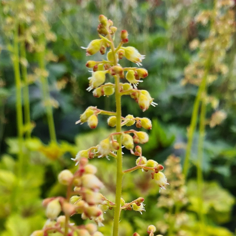 Heuchera Splashberry - garden perennial plant in 1.5 Litre pot