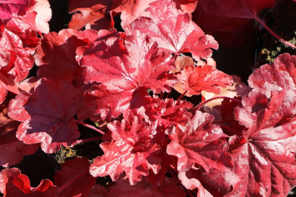 Heuchera Forever Red - garden perennial plant in 1.5 Litre pot