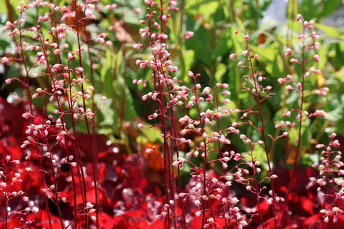 Heuchera Forever Red - garden perennial plant in 1.5 Litre pot