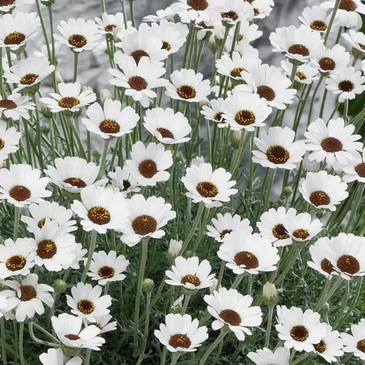 Rhodanthemum 'Casablanca' - Hardy Garden Shrub in 2 litre pot
