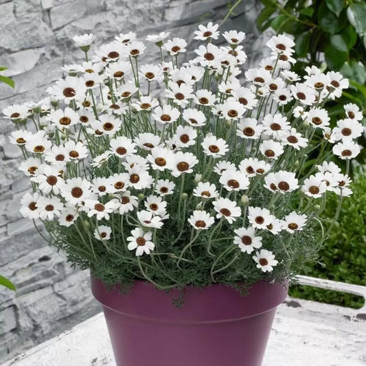 Rhodanthemum 'Casablanca' - Hardy Garden Shrub in 2 litre pot