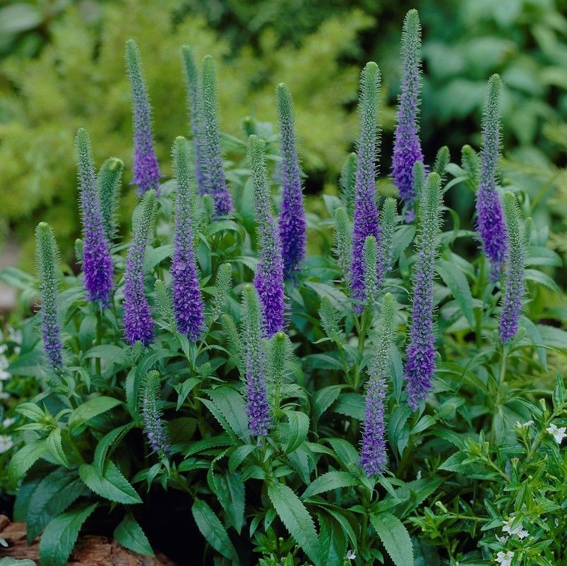 Veronica Spicata 'Royal Candles' - PREMIUM Hardy Perennial in 3 litre pot