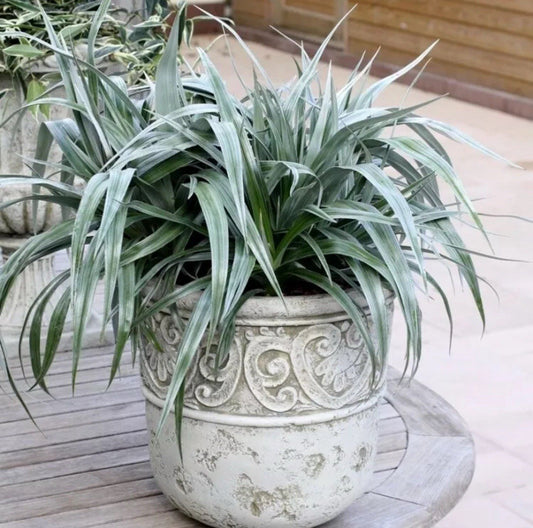 2 x Astelia 'Silver Shadow' - Chathamica Evergreen in 9cm pots
