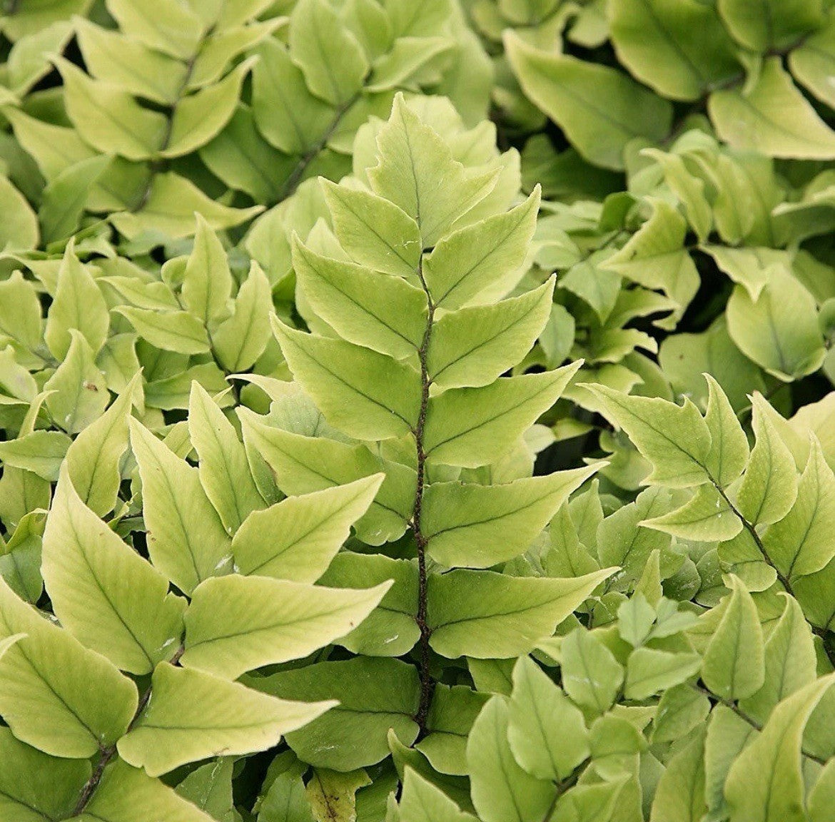 2 x Fortune's Fern Cyrtomium Fortunei Hardy Outdoor Ferns Jungle Plant in 9cm pot