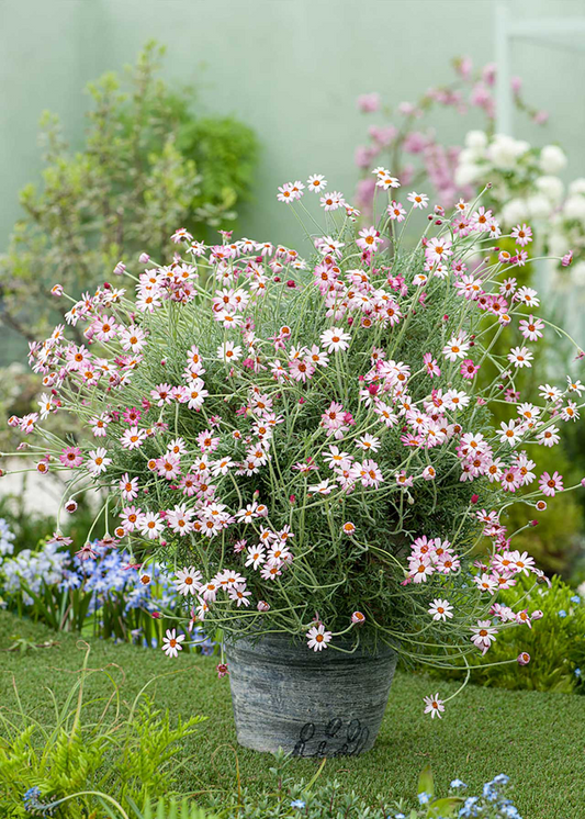 Rhodanthemum 'Marrakech' - Hardy Garden Shrub in 2 litre pot