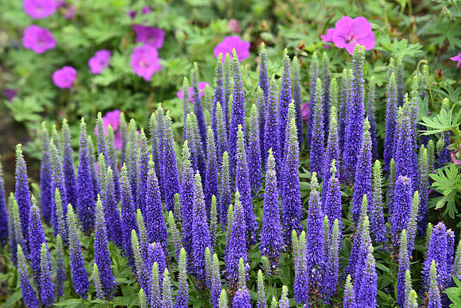 Veronica Spicata 'Royal Candles' - PREMIUM Hardy Perennial in 3 litre pot