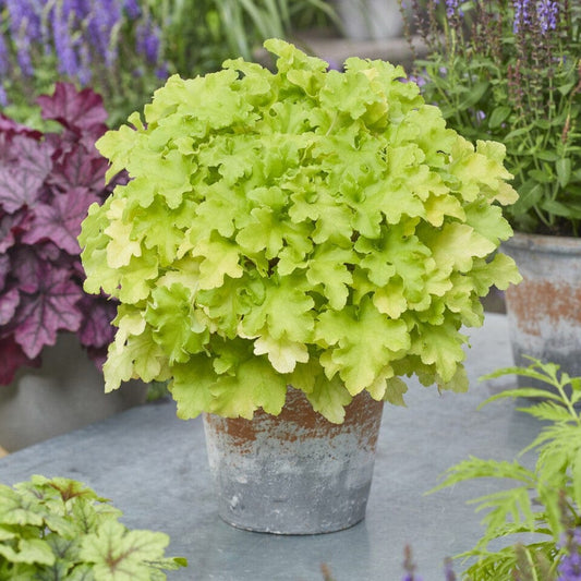 Heuchera Lime Marmalade - garden perennial plant in 1.5 Litre pot